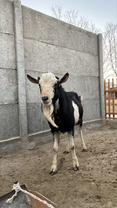 Теке 2 жасар семіз