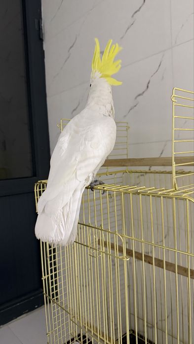 Продаётся весёлый папагуй Какаду знает окола 50+слов и ещё надо учить!