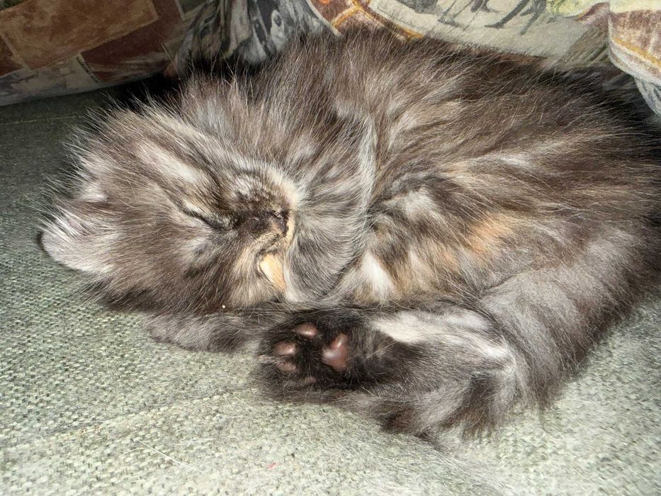 Отдаём котёнка в добрые руки — маленькое чудо ищет семью!