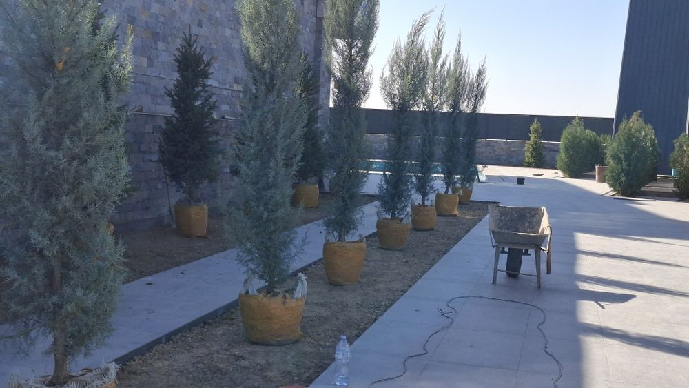 Gazon ekish xizmati sifatli xizmat