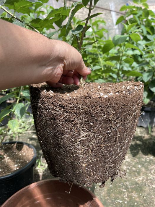 Гортензии в продаже четырех литр. горшке по сто пятесят тыс сумм