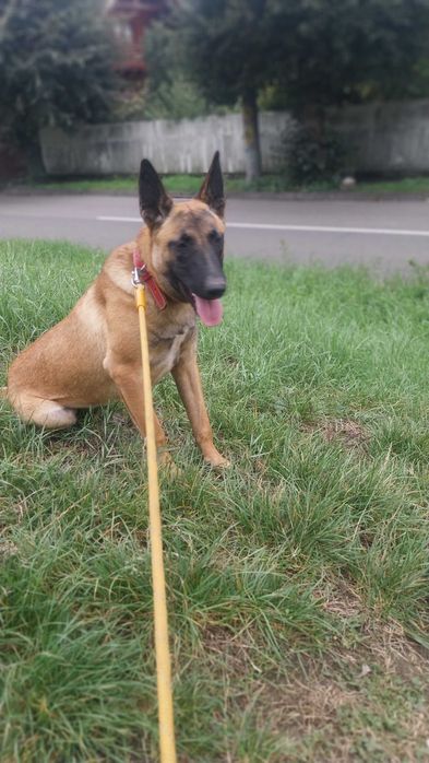 Donez Femela Malinois