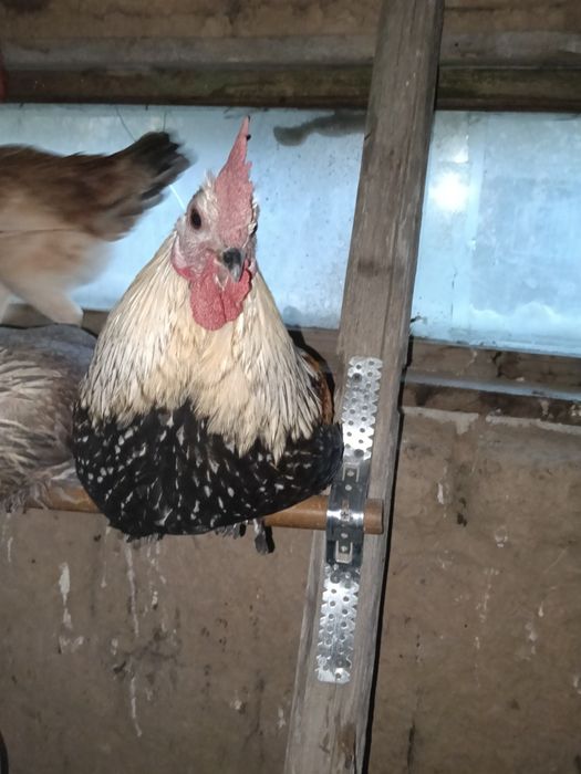 Продам молодых петухов