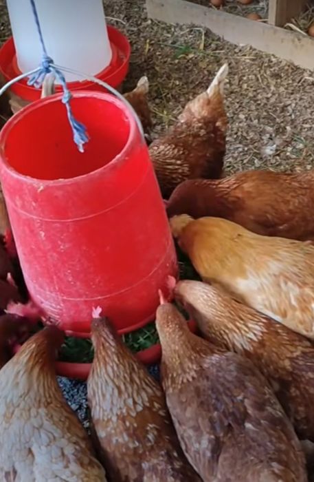 Свободни кокошки носачки за яйца