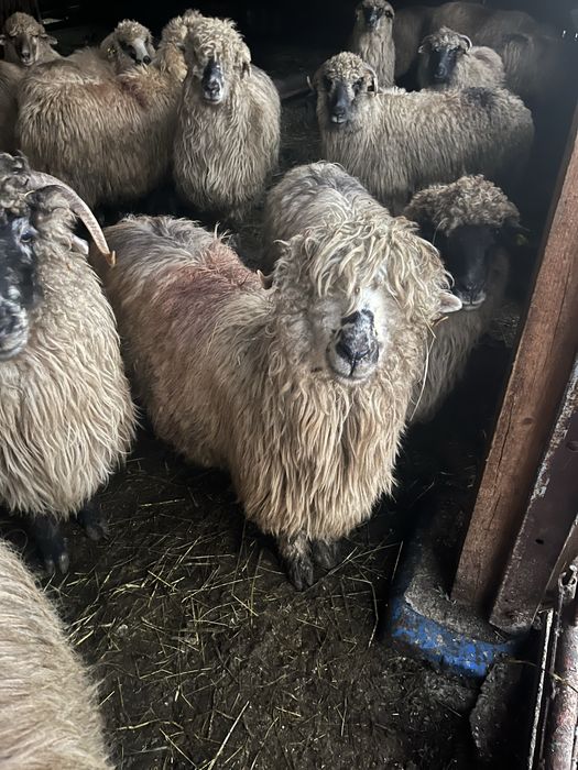 Vand oi de taiat sau de tinut