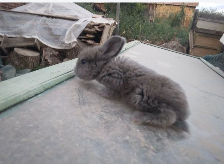 Vând iepuraș frumos