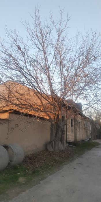 Yong'oq daraxti sotiladi narxi 700000 som