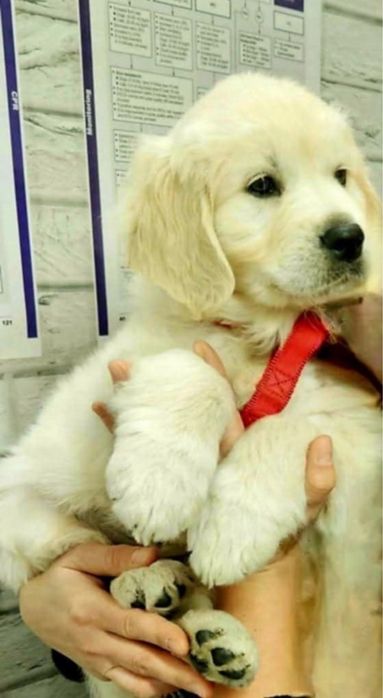 Golden retriever pedigree