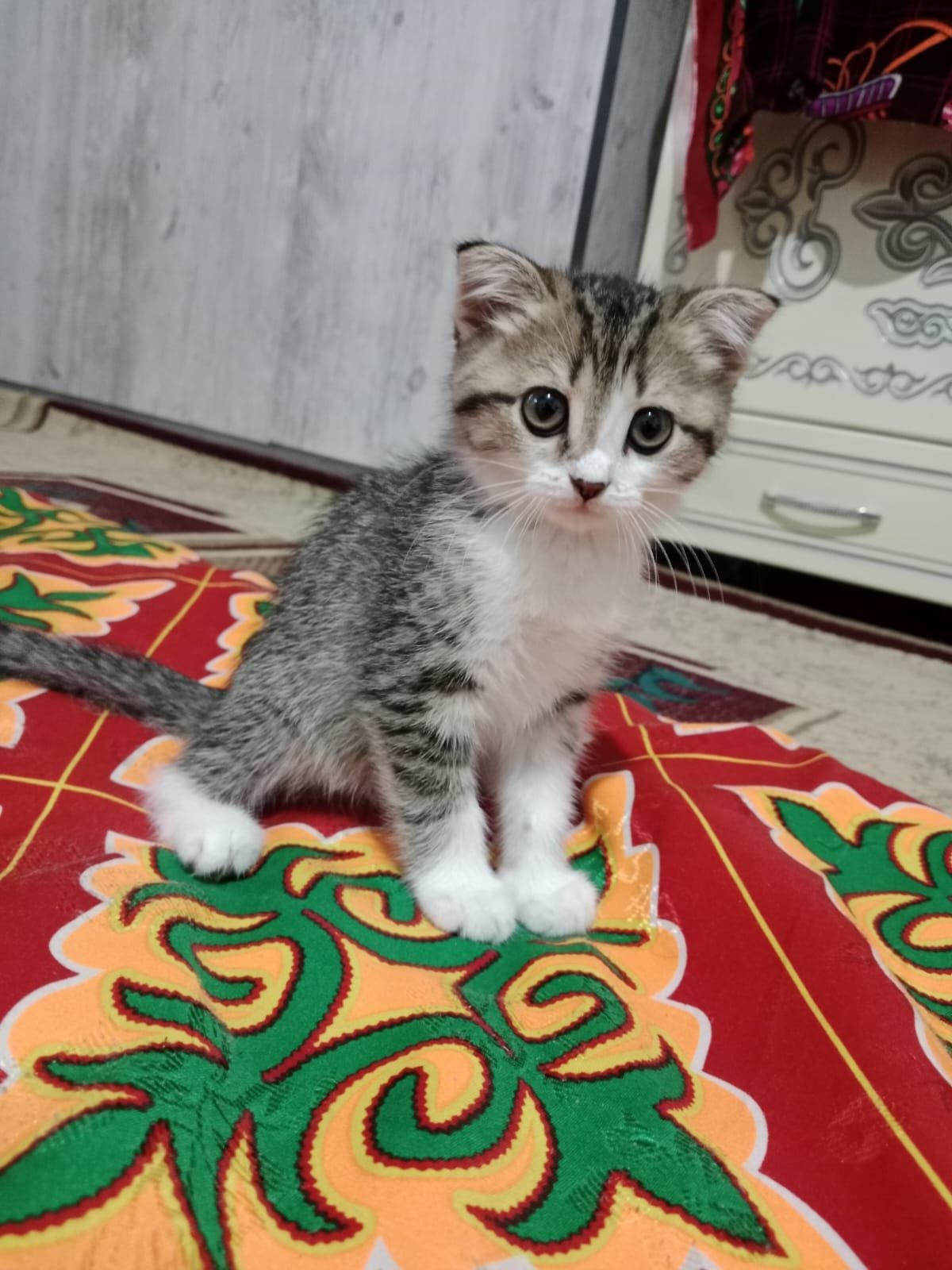 Срочно продам кошка 15000
