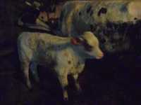 Tauras vitel baltata romaneasca
