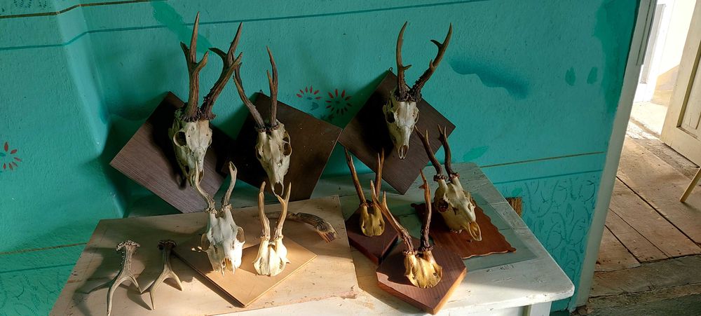 Сръндак     рога