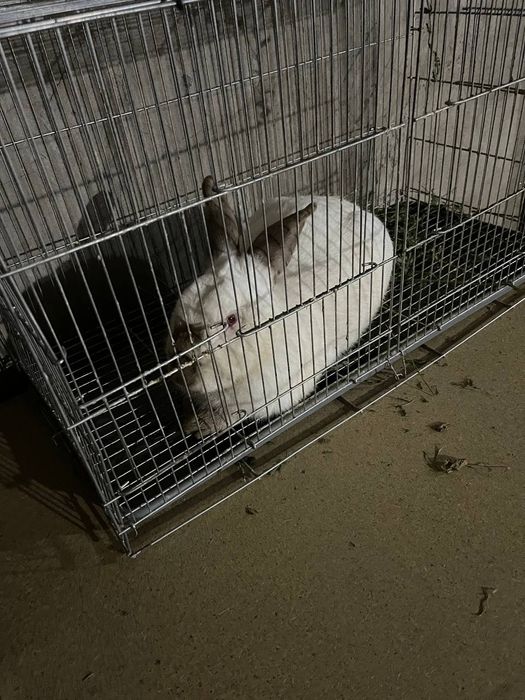 Kaliforniya sames quyon sotiladi