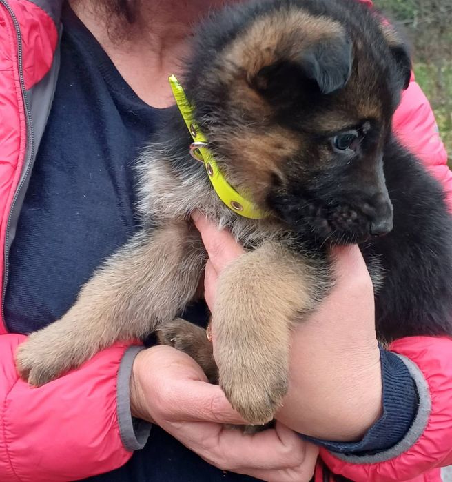 малко куче Немска овчарка