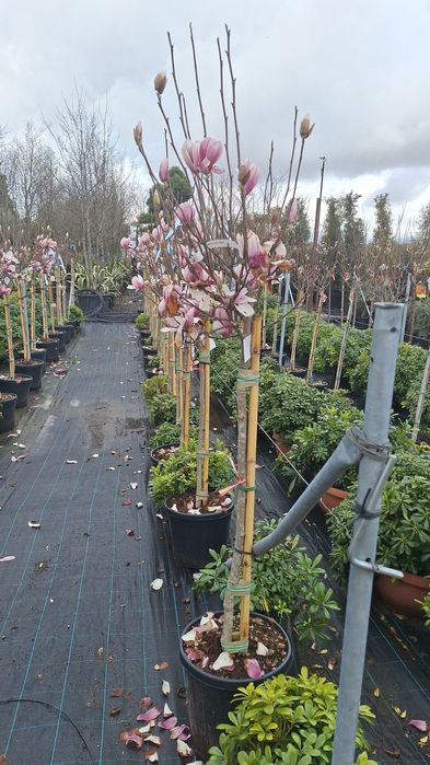 Plante ornamentale pentru gradina magnolia