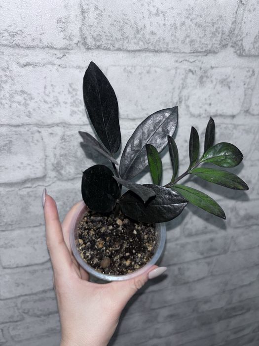 Спатифилум Равен Долларовое дерево