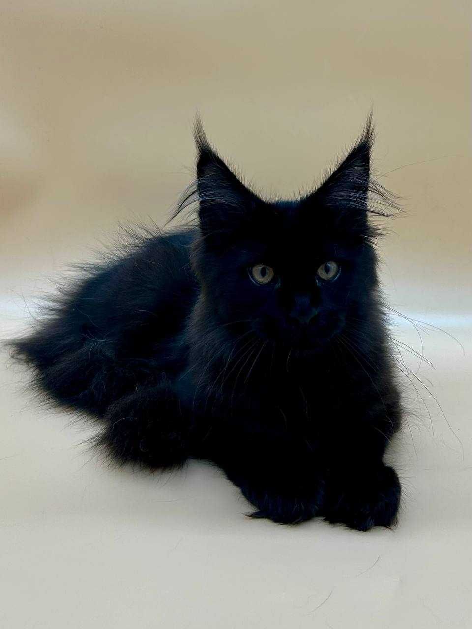 Pui de Pisica Maine Coon Masculin cu pedigree (WCF AUTORIZATA)
