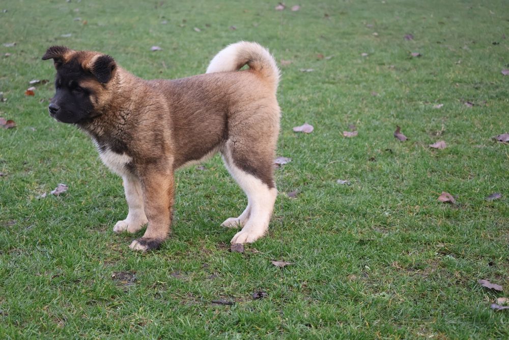 American akita pedigree tip A