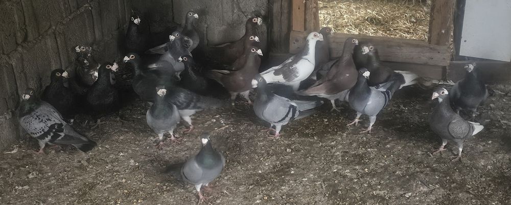 Porumbeii duduros-stil vechi- voiajor italian