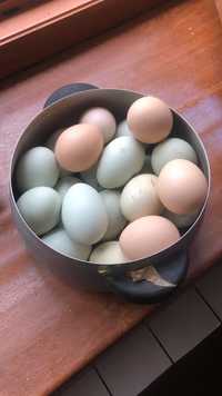Яйца от черных кур в городе