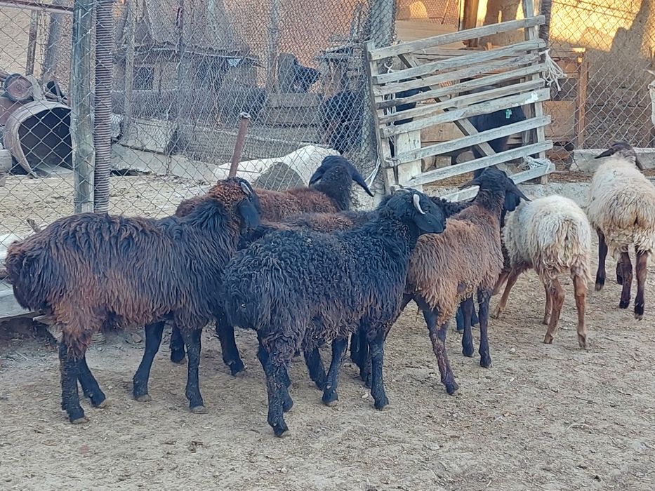 Семіз жем жеп тұрған қошқарлар сатылады.  Сойып береміз