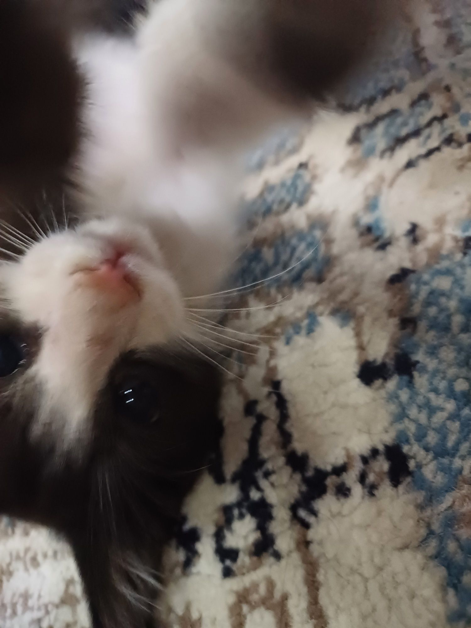 Котёнок в добрые и ответсвенные руки