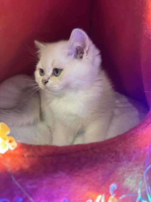 British Shorthair cu pedigree, vaccinuri la zi – super blând