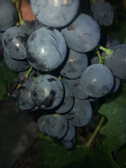 Viță de vie altoită și hibrid