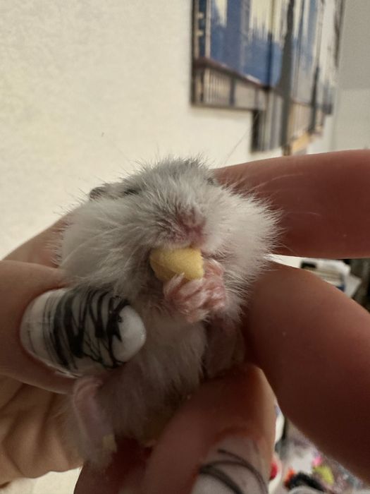 Продам джунгарских хомячков