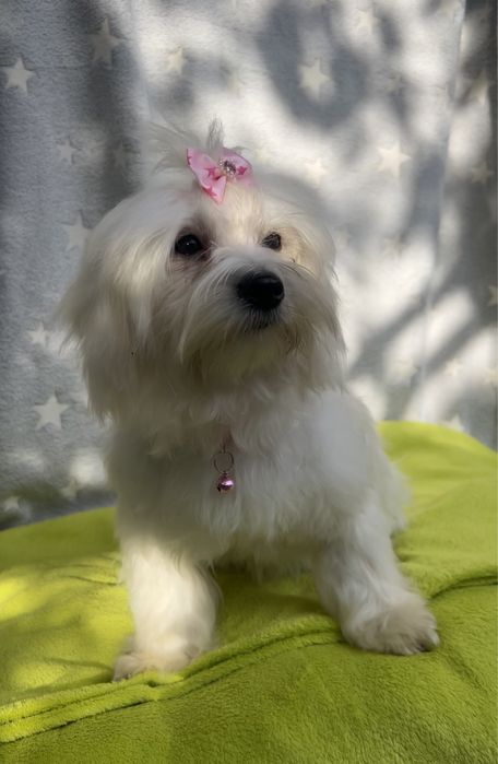 Bichon Maltez, 10 luni – cu pașaport, microcip și vaccinuri complete