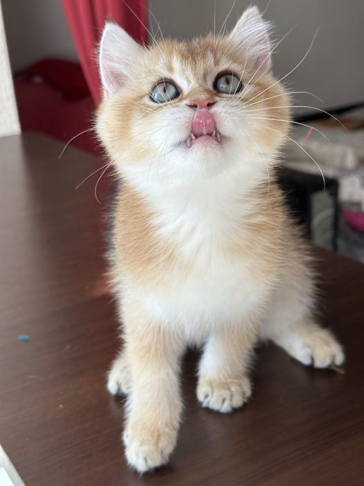 Baietel british shorthair golden superb ! Certificat pedigree !