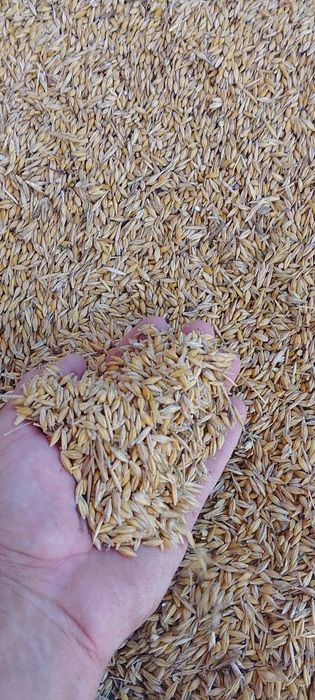 Orzoaica de primăvară 2025