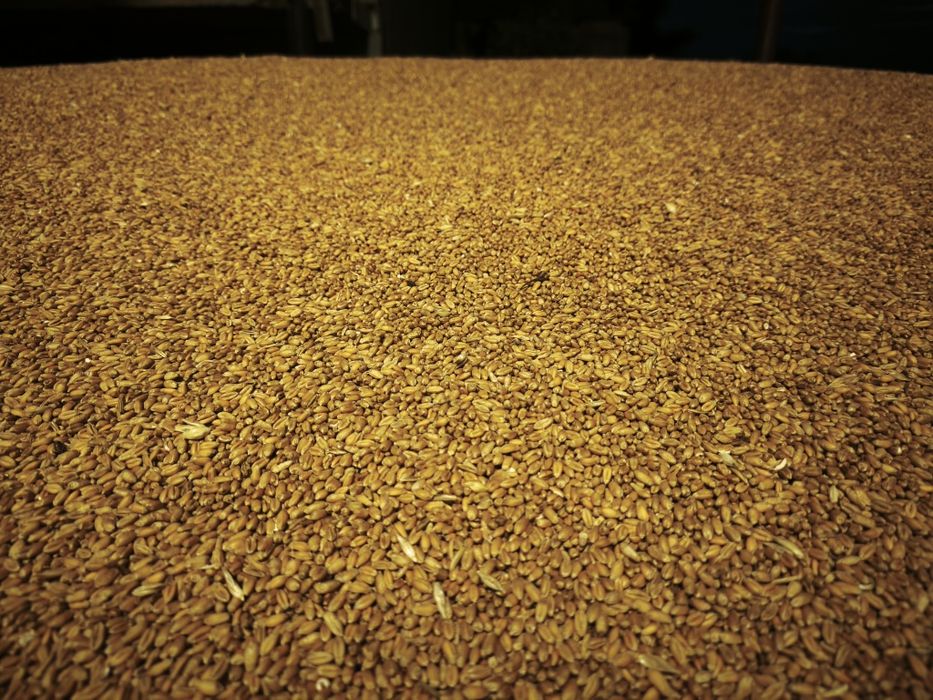 De vanzare grau 2025