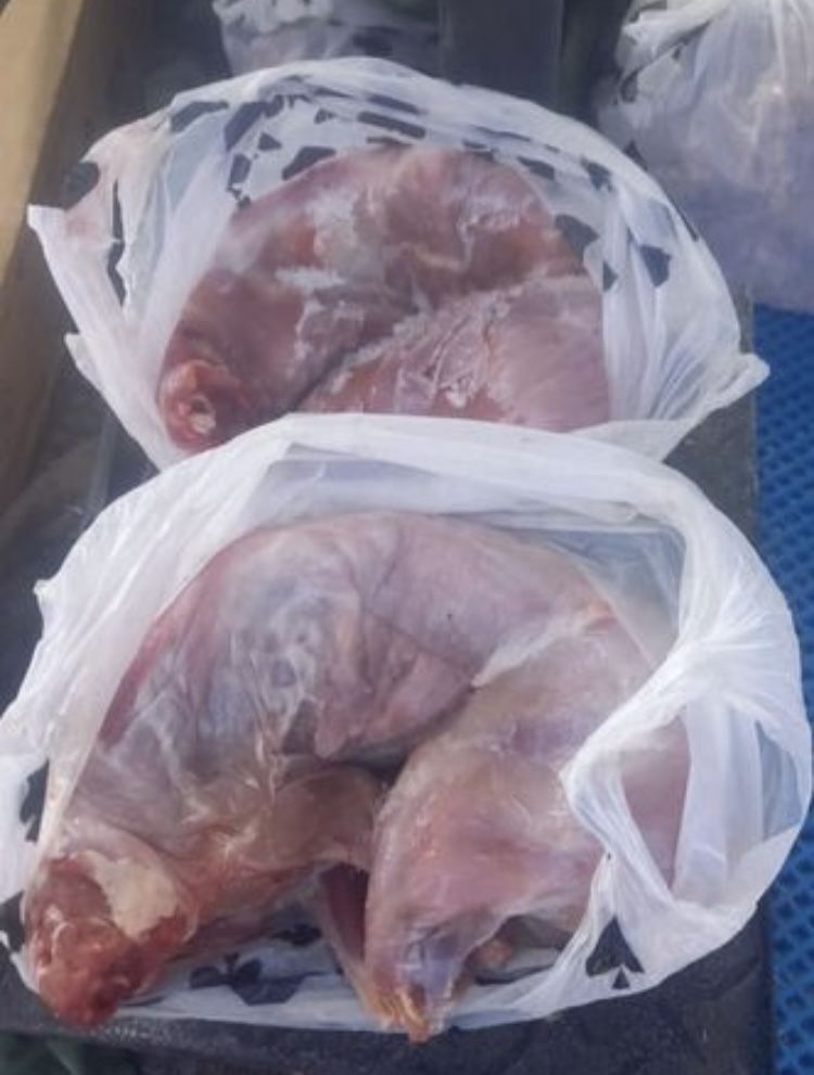 Продам мяса кролика породы французкий баран