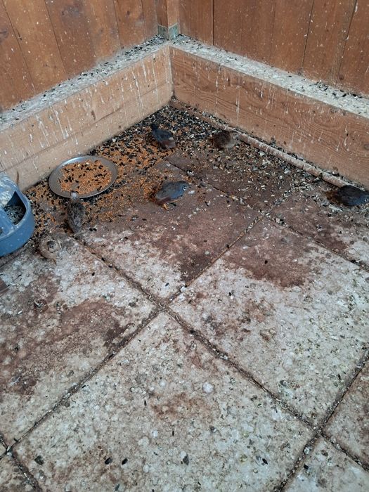Vând Prepelițe Chinezești