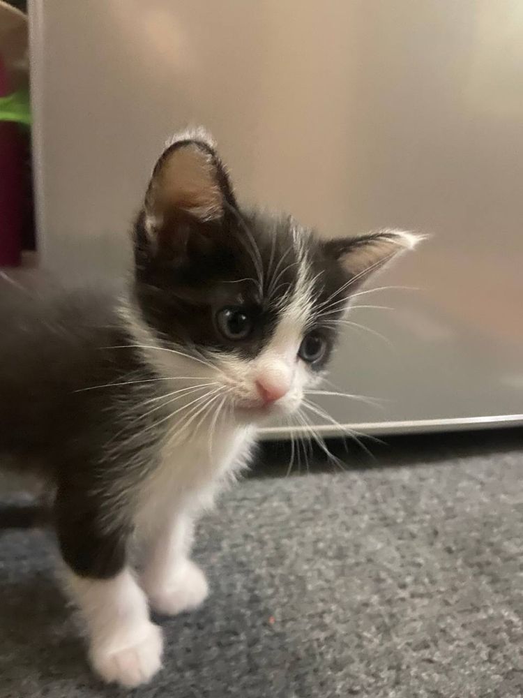 Отдам котика бесплатно