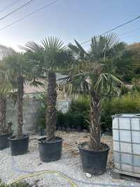 Palmieri trachycarpus fortunei de mai multe dimensiuni