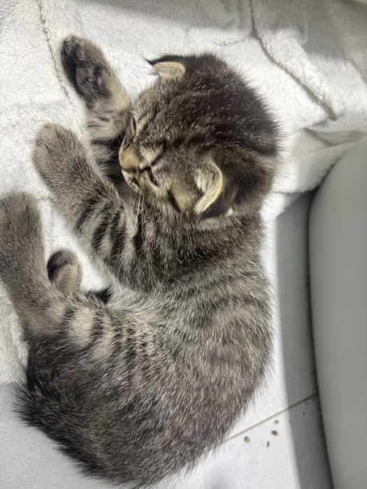 Котята скотиш фолд