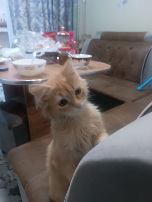 Котенок мальчик ласковый