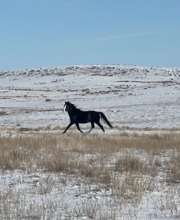 7 жасар Будан айғыр