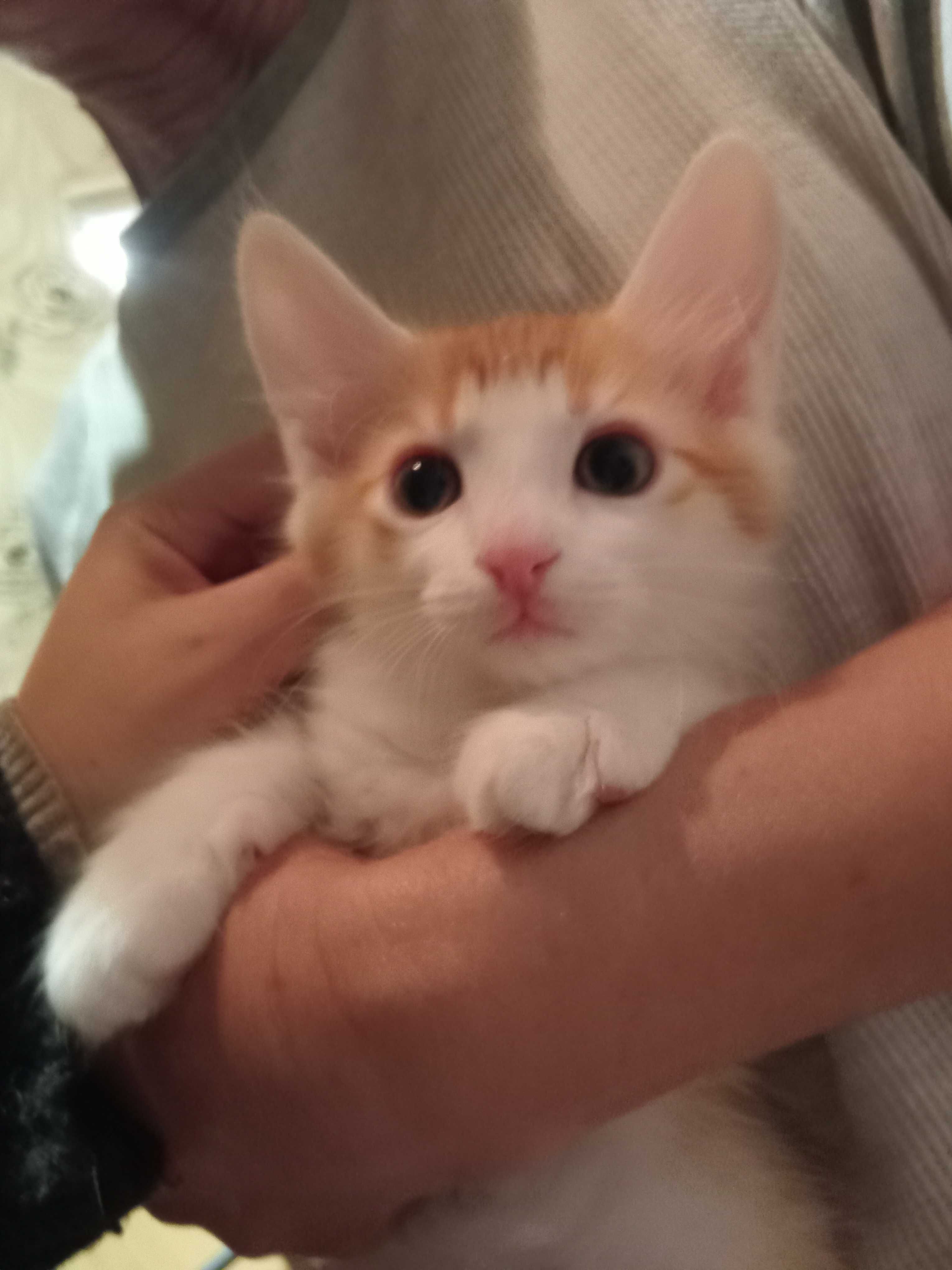 Подарявам котенца