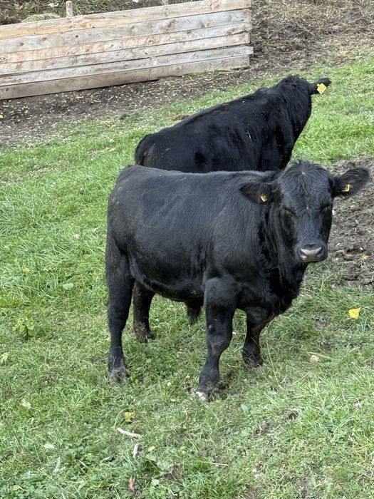 Vand 2 vitei angus