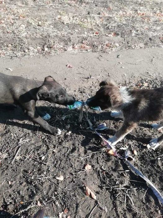 Щенкам нужен дом! Срочно!