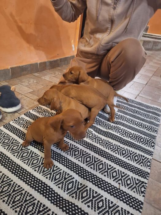 Căței de Vizslă Maghiară