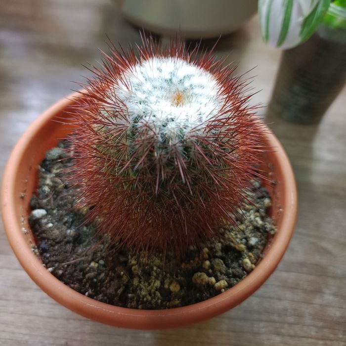 Комнатные растения.