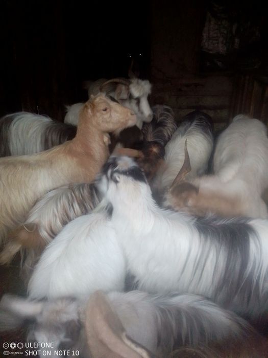Capre și iezi de vanzare
