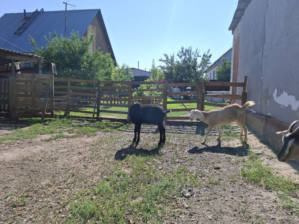 Продам разно породные козы