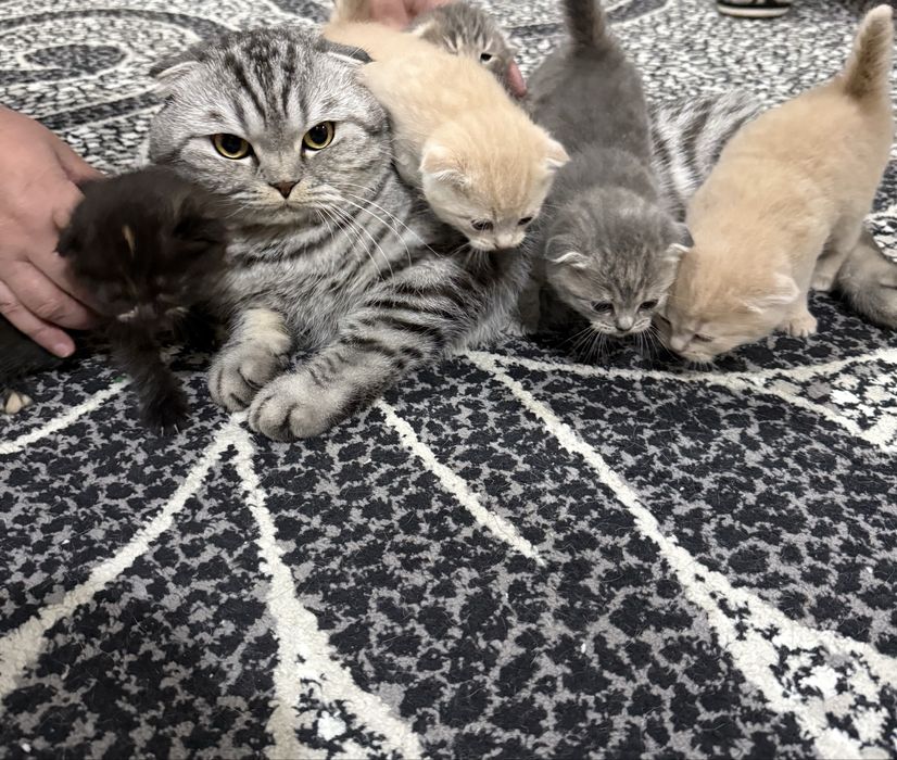 Котёнок Скотиш Фолд 1 месяц