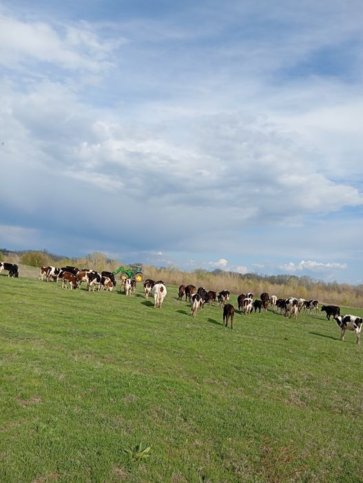 Vaci si vitele cu vitei