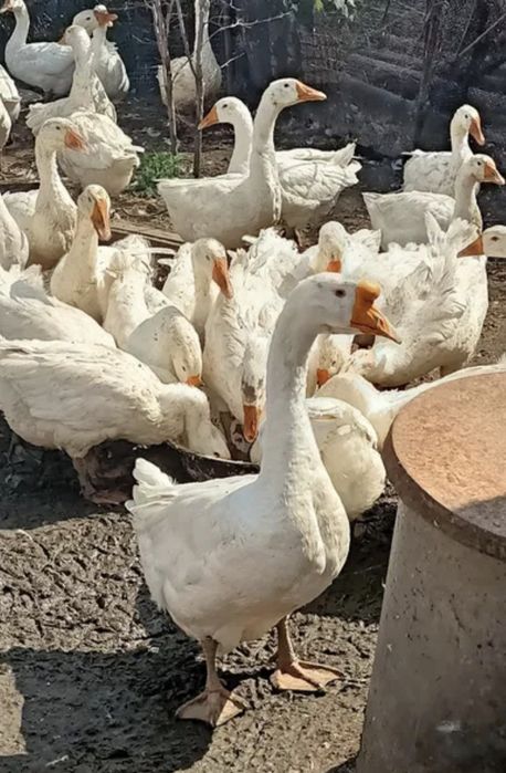 Продам гусей срочно