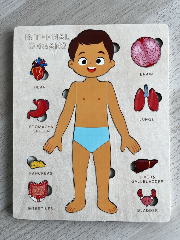 Монтесори пъзел - органи в човешкото тяло